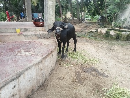 પાડી વેચવાનીછે