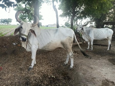 બળદ વેચવાના છે