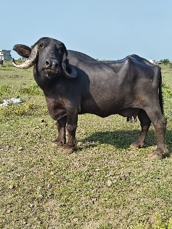 જાફરી હો 3 જુ વેતર