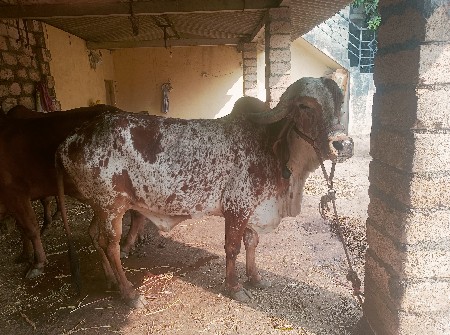 ગીર વોડકી વેસવાની છે