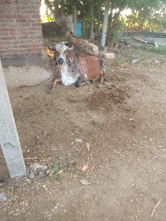 pelu vetar