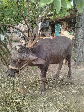 પાડો વેચવા નો છે
