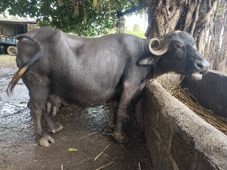 3 વેતર 8 થી 10 દીવસ માં વયાછે