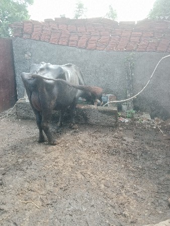 વેતર 3