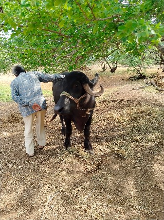 પેલુ વેતર ૫ મહિના ની વિણલ છે