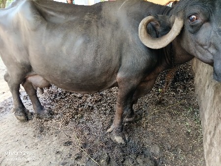3 વેતર છે...