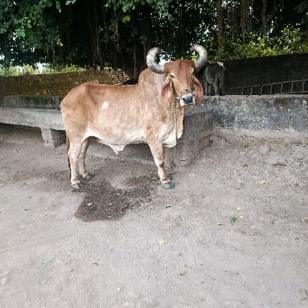 વેચવાના છે