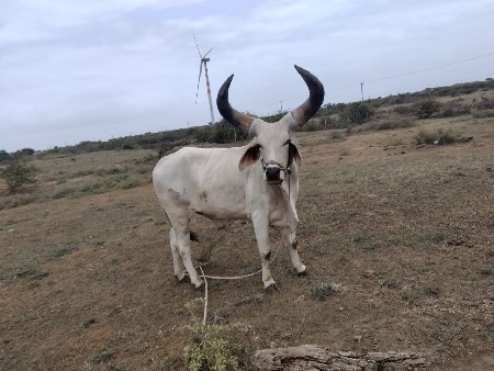 godhla
