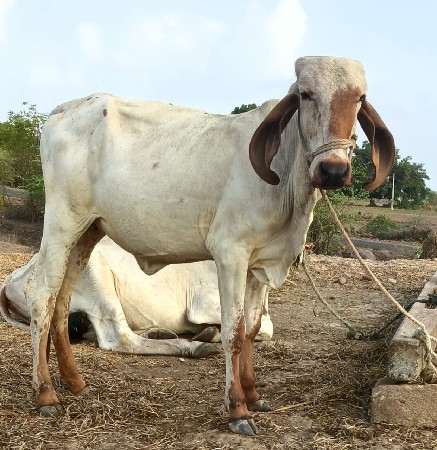 વાછડી યુ વેચવા ની છે
