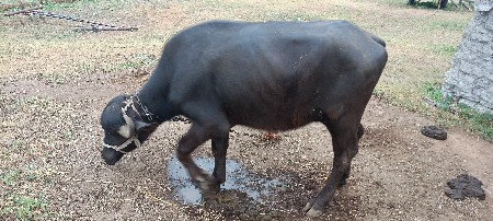 2 ખડેલી વેચવાની છે.