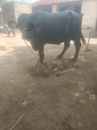 ખળેલી વેચવાની છે ટોટલ જવાબ દારી