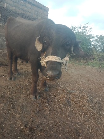 પાડો વેચવાનો છે