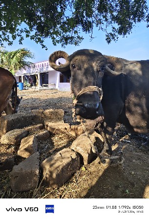 ભેંસ વેચવાની છે