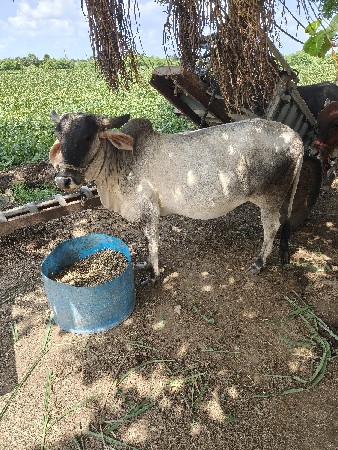 ગાય વેચવાની છે ઓળખી