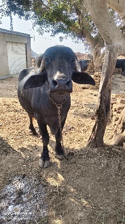 ભેંસ વેચવાની છે