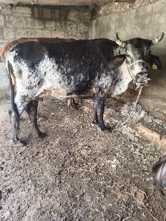 3 ગાયું વેચવાની છે