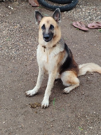 German Shepherd kutri vechvani