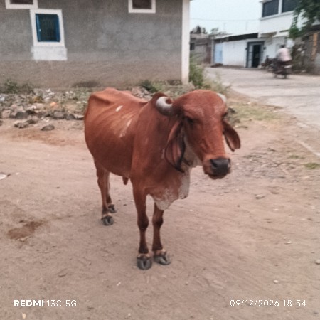ગાય ના સાટામા ઘોડી વસેરો ઘોડો હાલે
