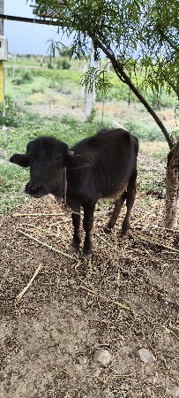 પાડી વેચવાની છે