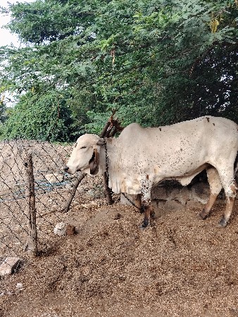 લીલડી હોડકી વેચવાની છે