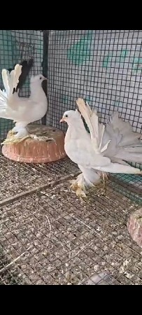 મોરપીંછ  જોટો વેચવાનો છે ✨🕊️