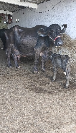 ભૅશ વૅચવાનિ છૅ