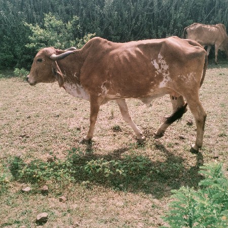 ગામ જસદણ જીલ્લો રાજકોટ