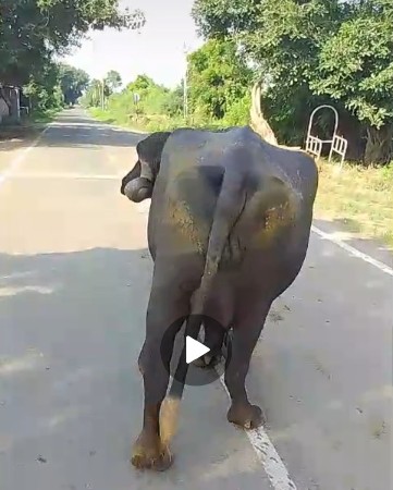 ભેંસ વેચવાની સે ફુલ જવાબદારી વાલી
