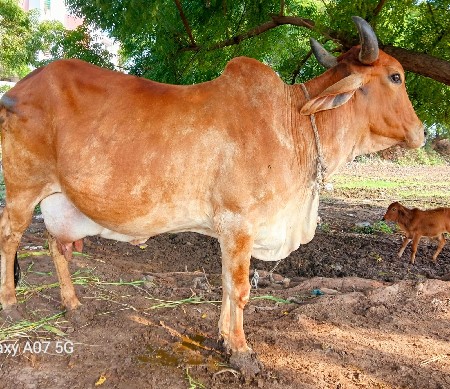 ગાય વેચવાની
