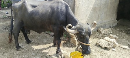 ભેસ વેસવાનિ સે 5 લિટર શે