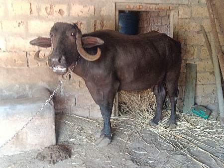 બીજું વેતર વ્યાસે