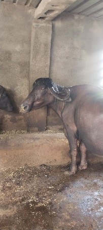ભેંસ વેચવાની છે