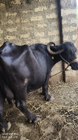 ભેંસ વેચવાની છે