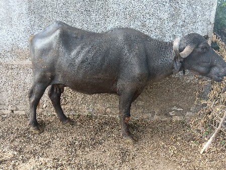 આ ભેંસ વેચવાની છે