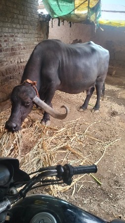 વેસવાની સે