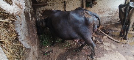 ત્રીજું  વેતર