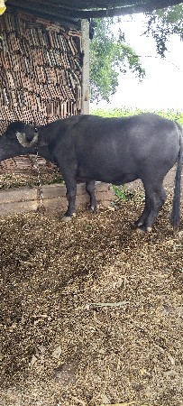 3 વર્ષ ની ખડાય વેચવાની