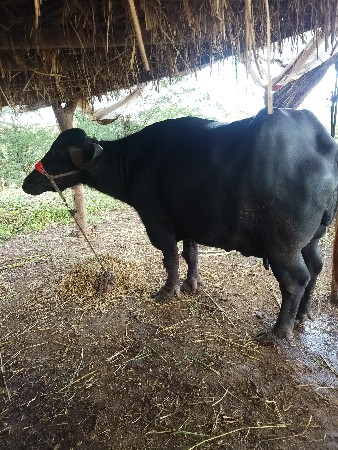 ભેસ