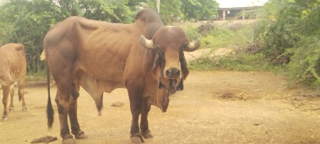 ગીર ખુટ 4 વર્ષનો