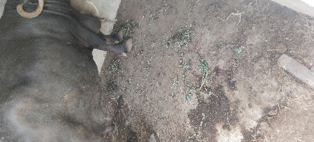 પેલા વેતરની ભેસ વેચવાની છે