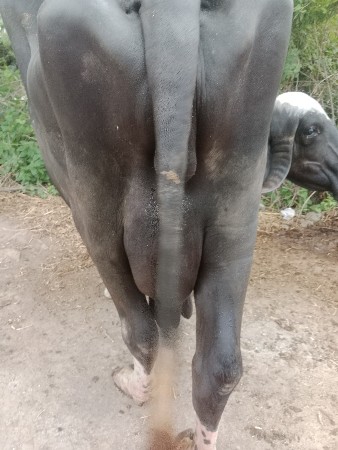 બીજું વેતર
