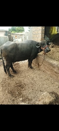 ભેંસ વેચવાની છે