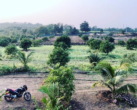 10 વીઘા નો આંબા નો બગીચો.