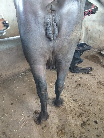 બેસો વેચવાની છે 20 દિવસની કાચી