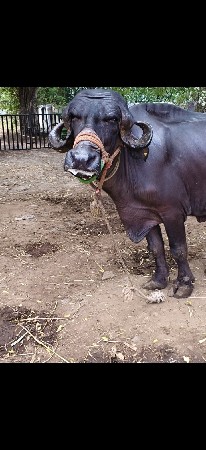 ભેંસ વેચવાની છે