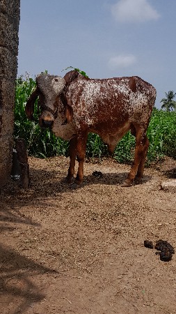 ખુટ