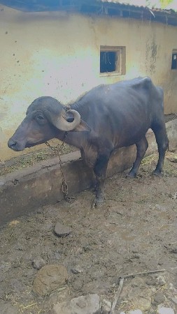 આ કડેલી દેવાની છે