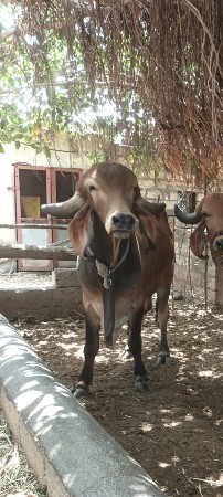 ગીર ખૂટ વેચવાનો છે