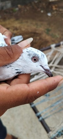 વોટ્સએપ માં મેસેજ કરવો