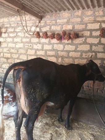 ગાય વેચવાની છે